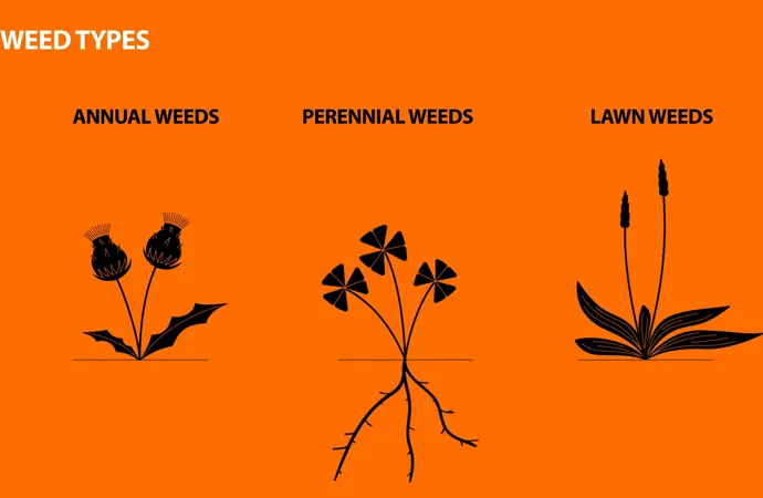 Types of Weeds?