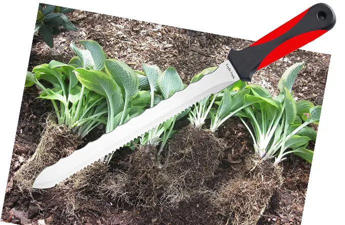 A perennial splitter knife has a longer blade than other kinds of garden knives