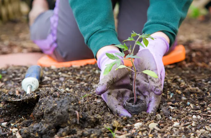 Garden gloves can go a long way to protect your hands from the usual hazards of gardening -- rocks, dust, dirt and thorny plants.