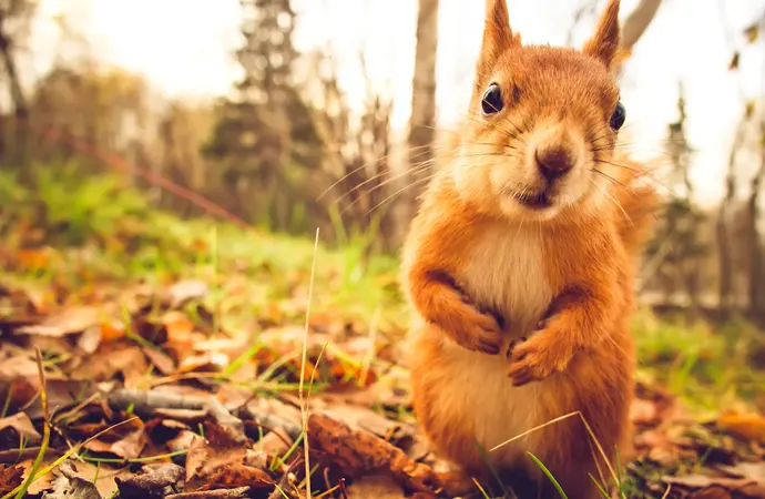 Squirrels, mice, and chipmunks crave acorns.