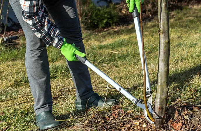 To put it simply, garden loppers are like pruners -- only supersized.