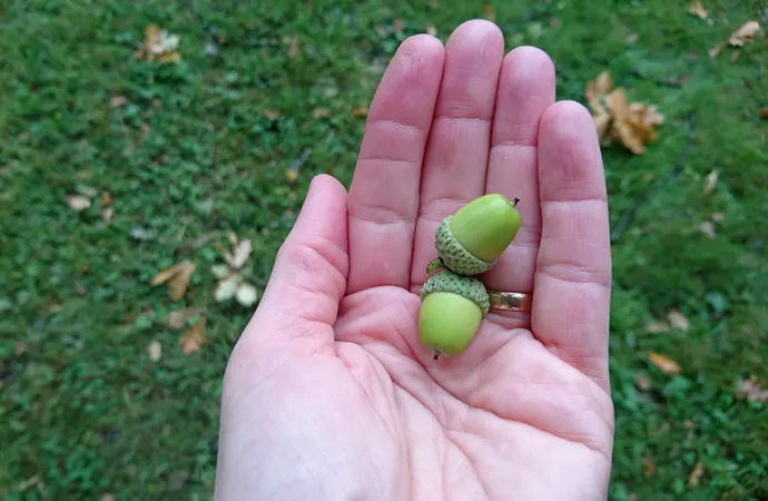 Why should I use acorn pickers instead of using my hands?